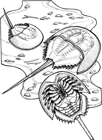 Horseshoe Crabs Coloring Page